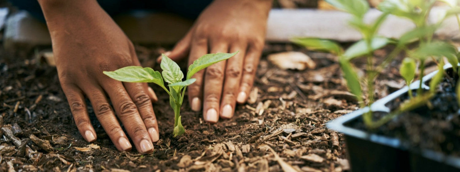 Raised Garden Beds vs. In-Ground Gardening: Which Is Right for You?