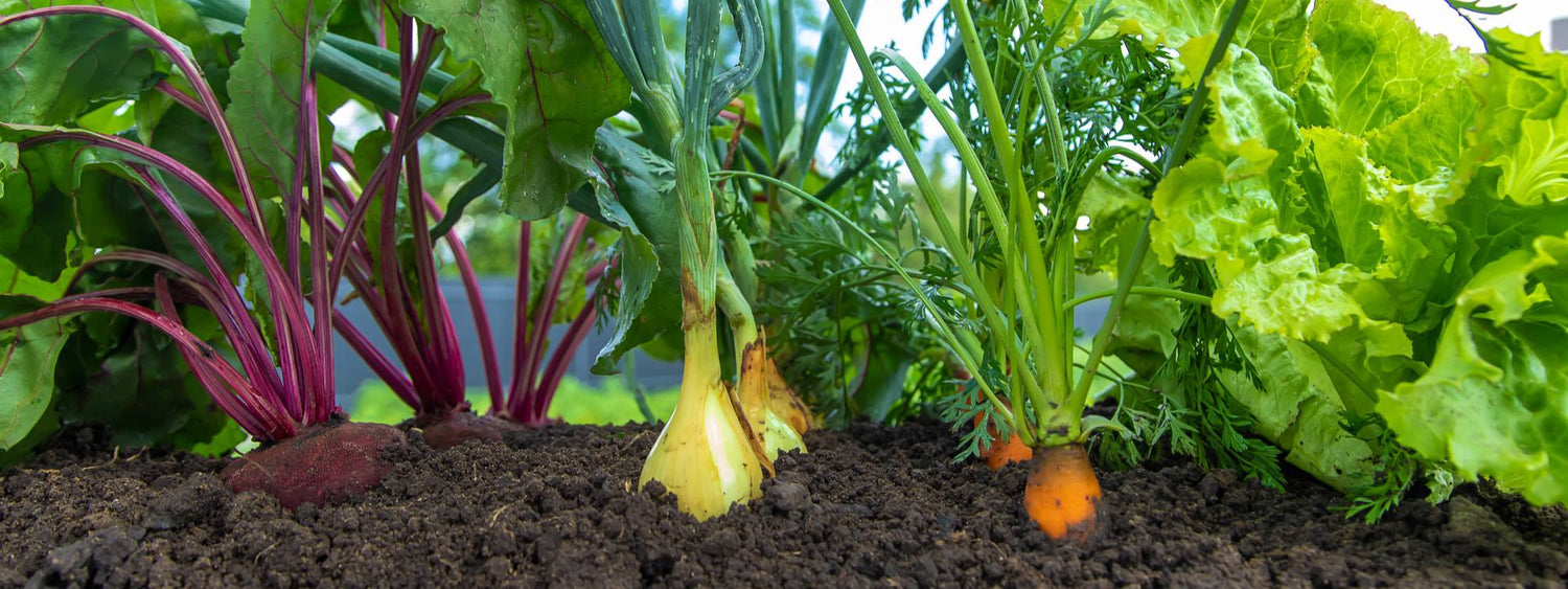 Companion Planting: Nature's Wisdom for a Thriving Garden
