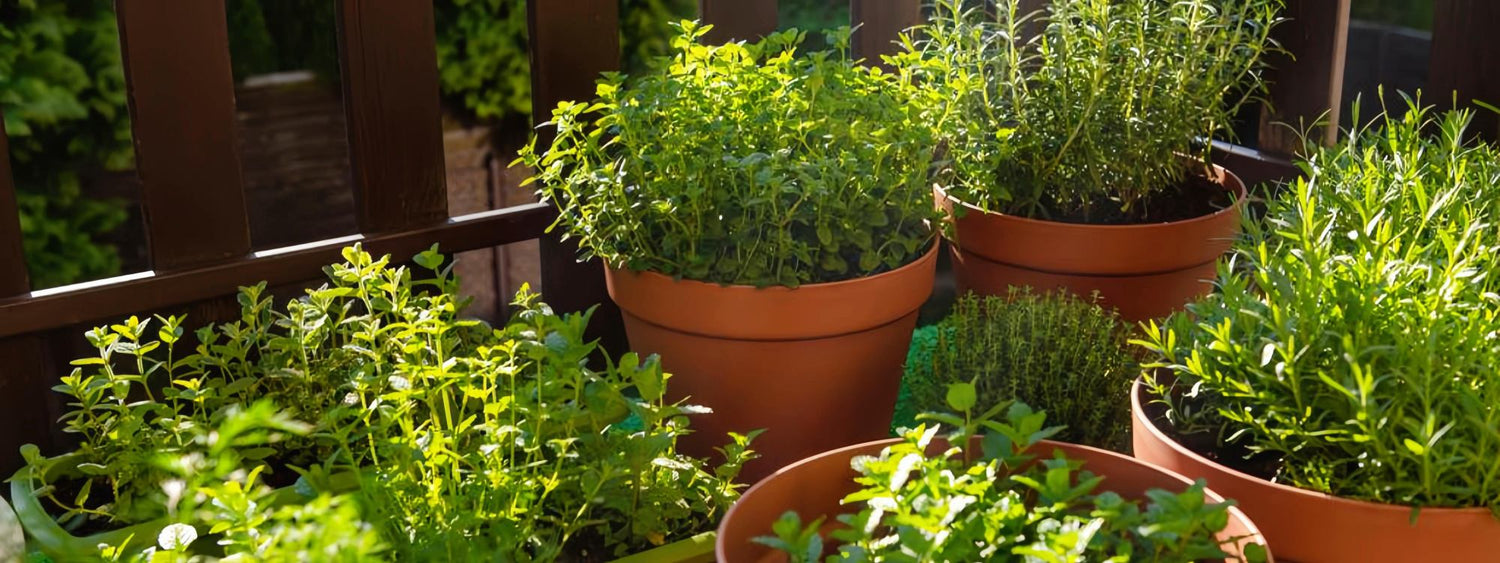 5 Herbs That Are Nearly Impossible to Kill (Even if You're a Forgetful Gardener)