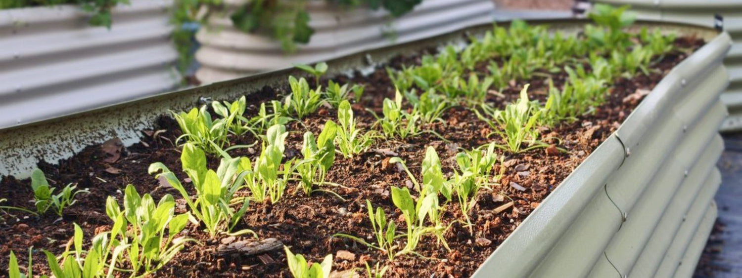 The Best Soil Mix for Raised Garden Beds (Simple Recipe That Works)