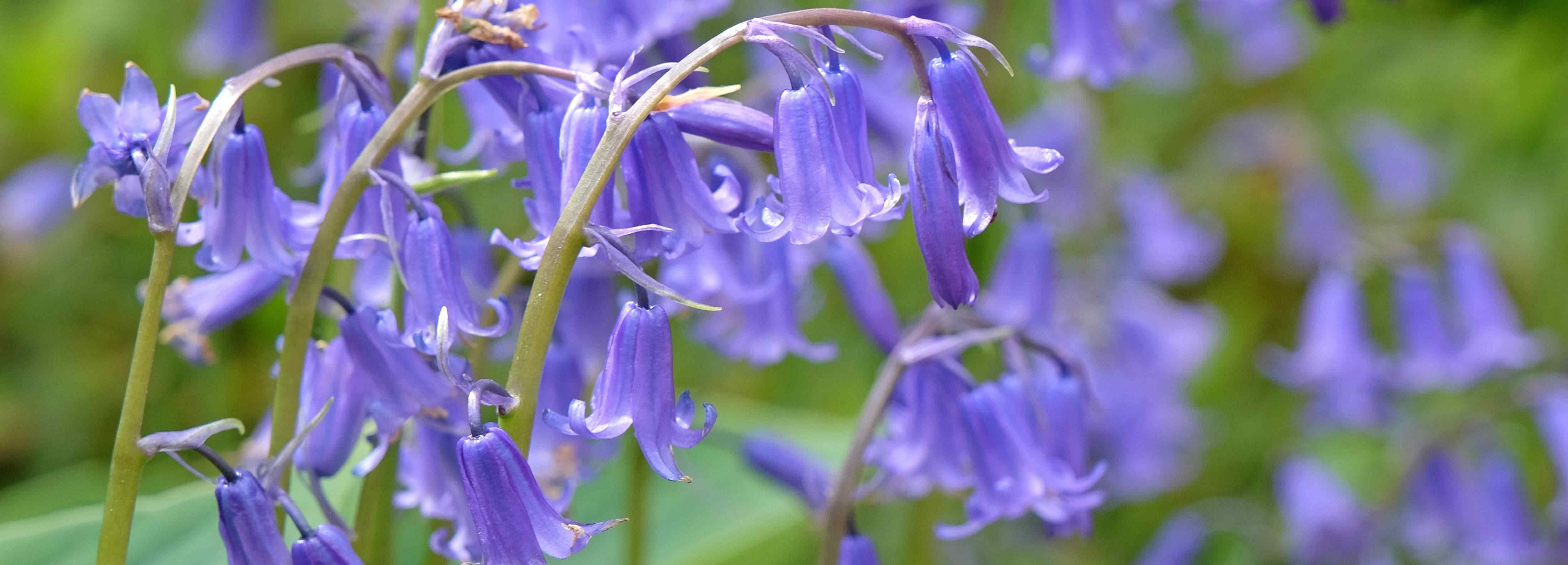 Close-up of purple flowers with a blurred green background