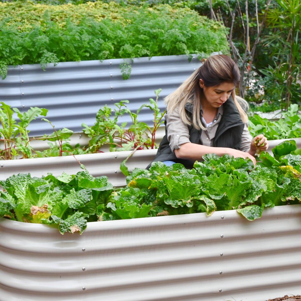 Person tending to plants in a raised garden bed