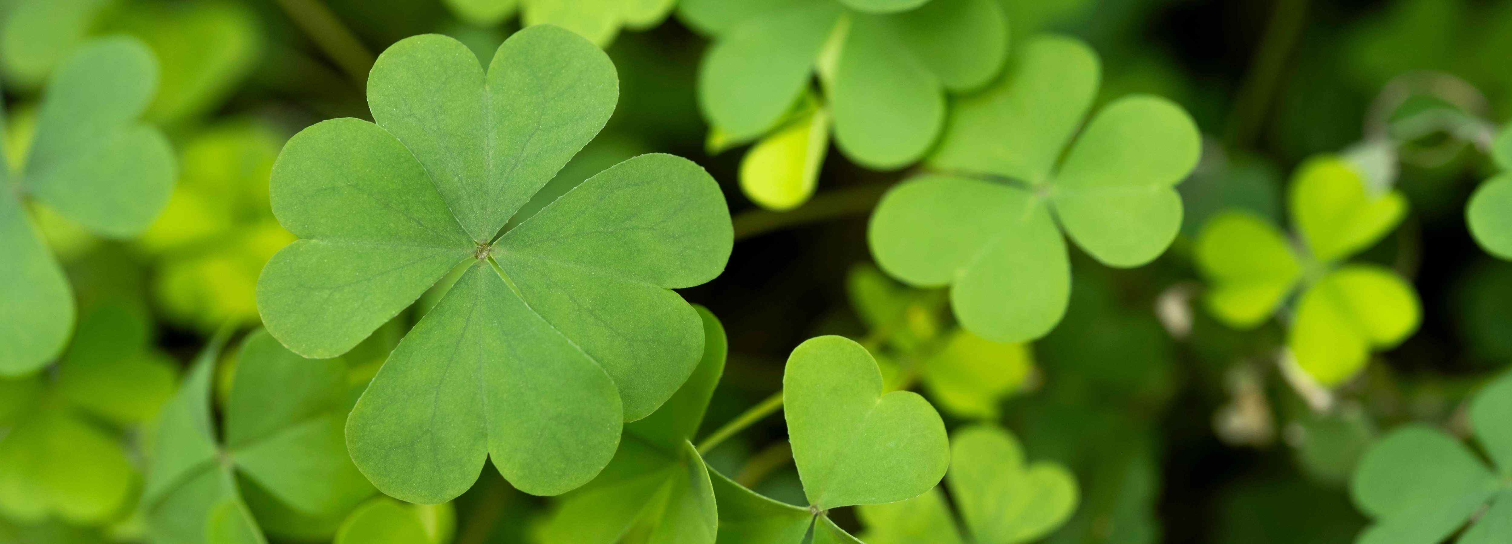 Close-up of a clover leaf with a blurred green background