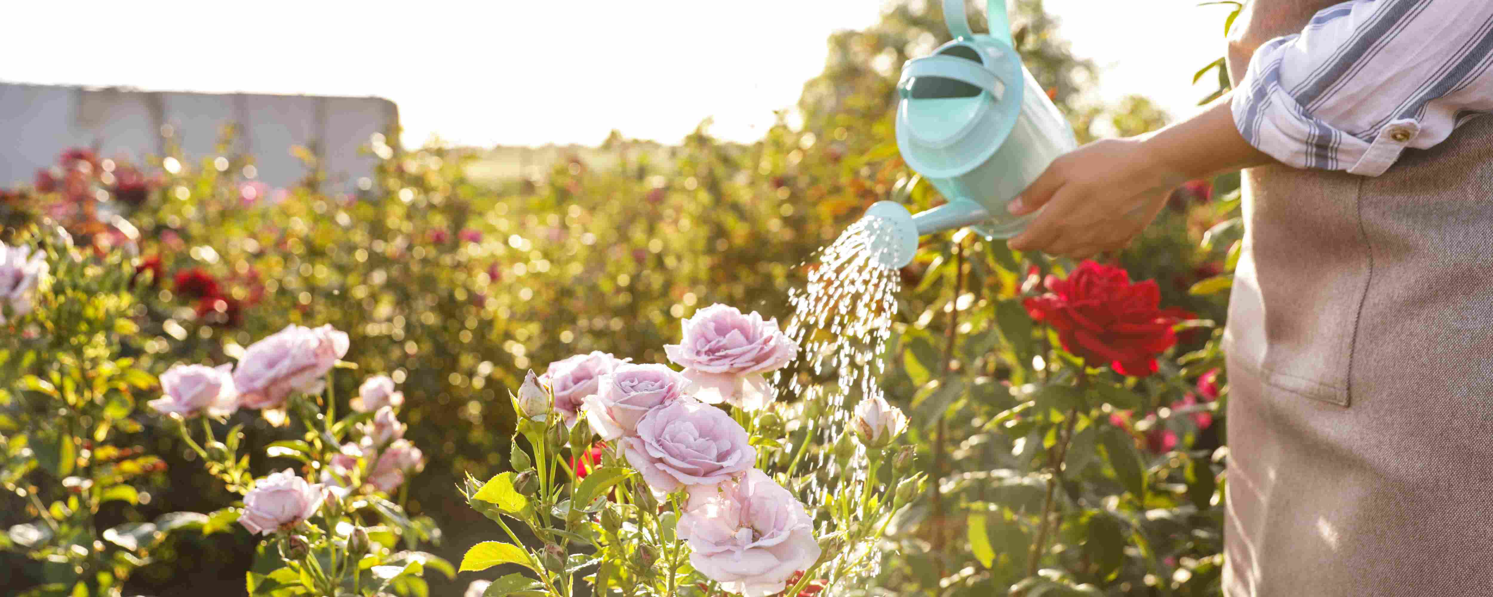 Person watering flowers in a garden with a watering can