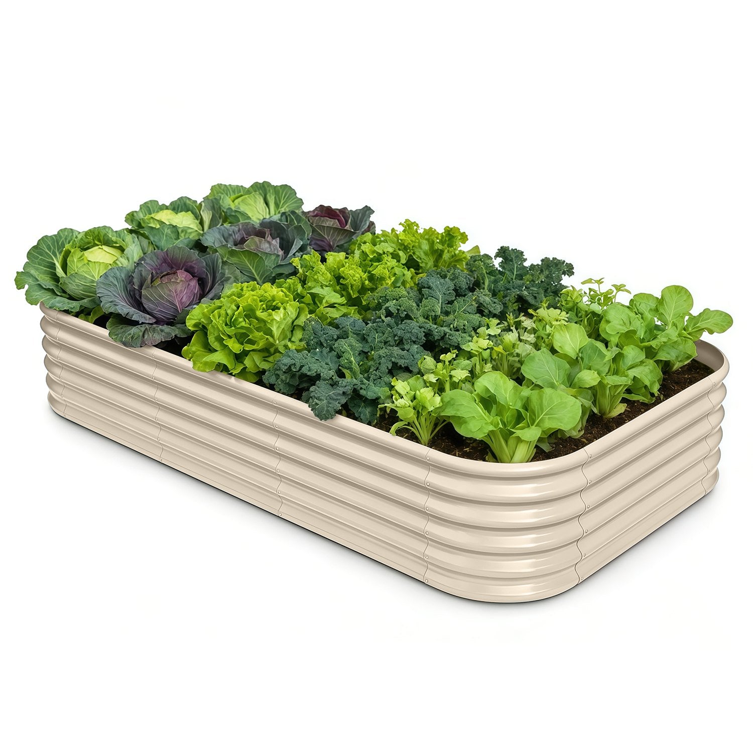 Rectangular raised garden bed with various leafy greens on a white background