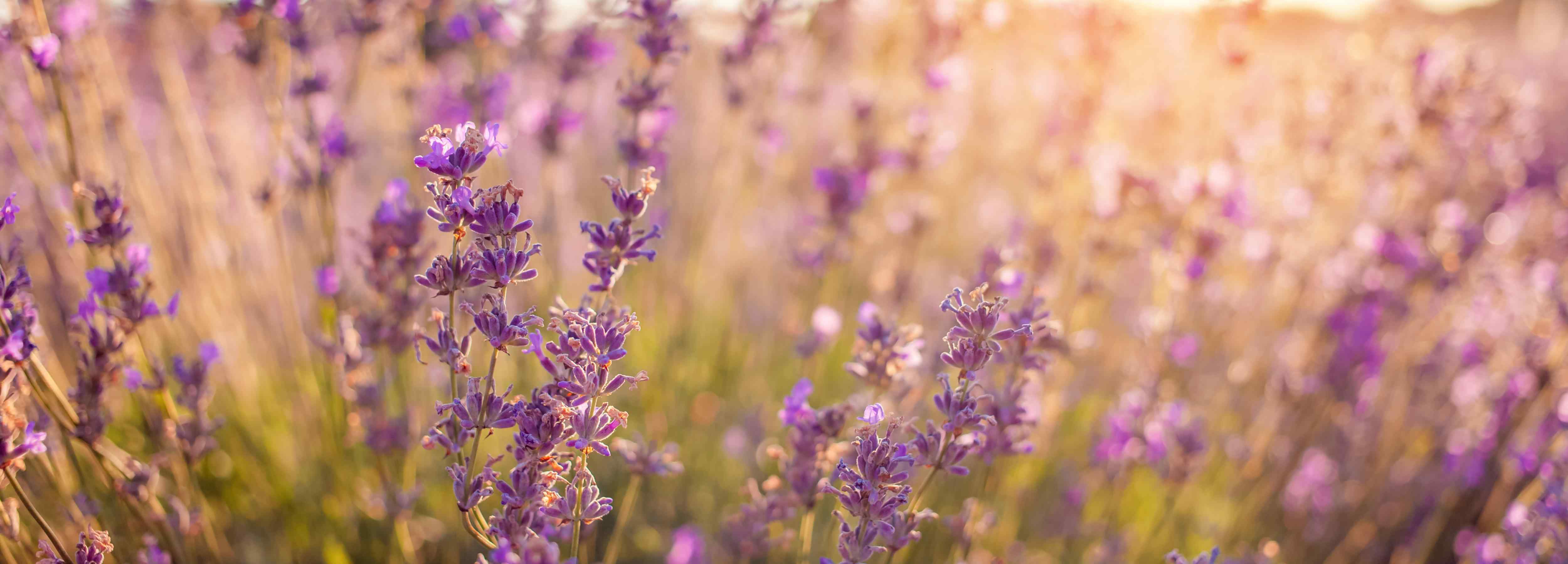 Lavender flowers swaying in a field with a warm, blurred background