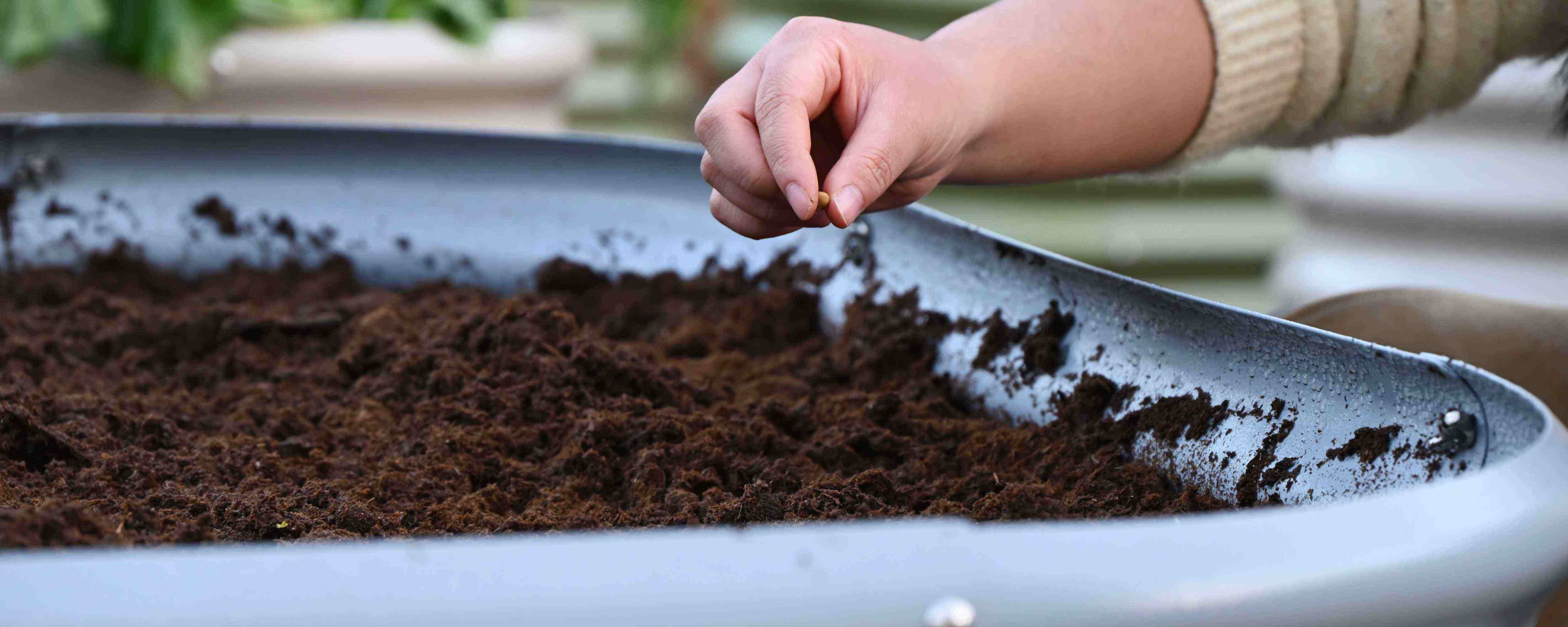 Hand planting seeds into soil in a tray