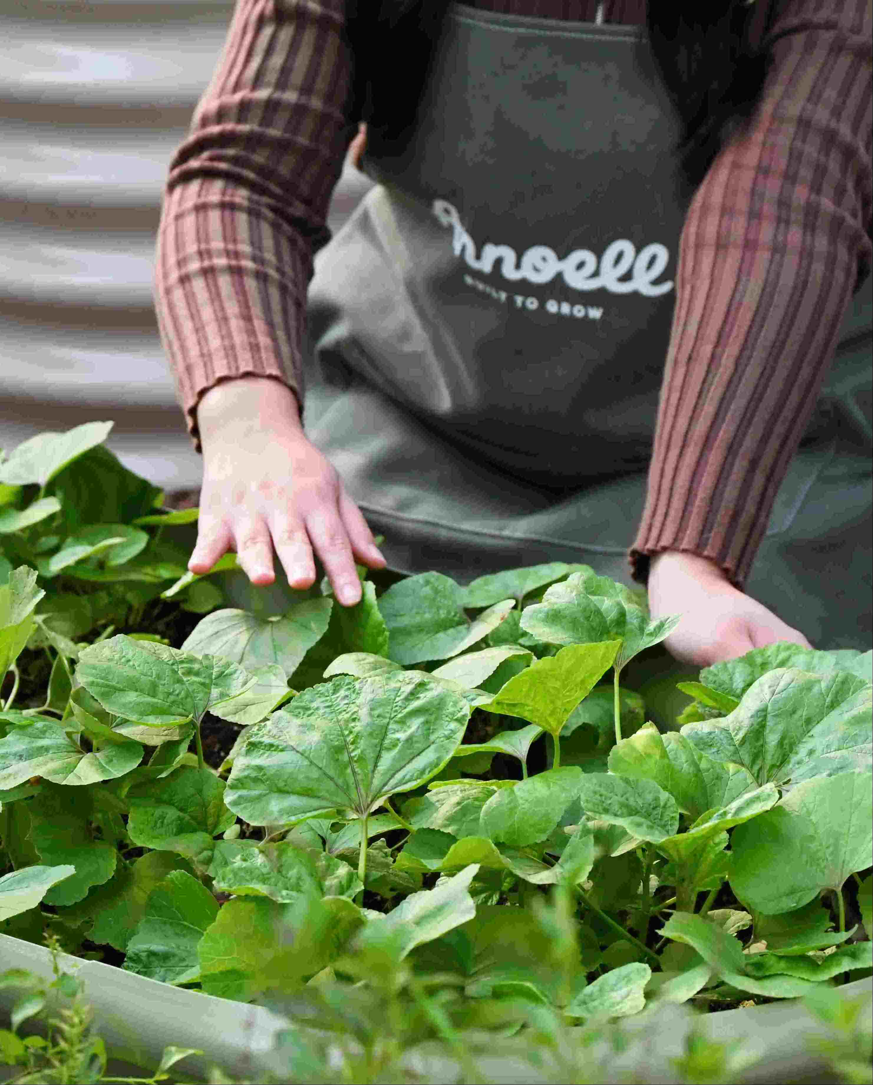 Person wearing a 'Annoell' apron tending to plants in a garden