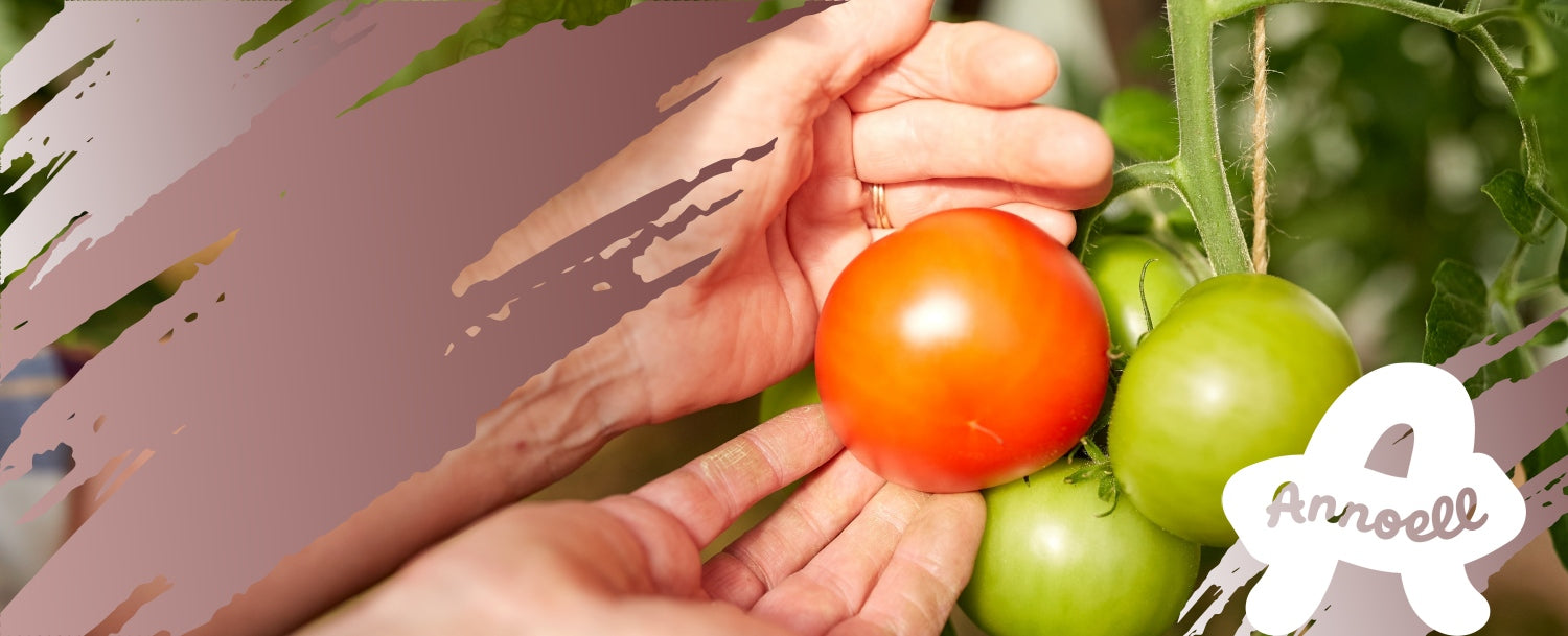Fresh homegrown tomatoes harvested by hand from a backyard garden