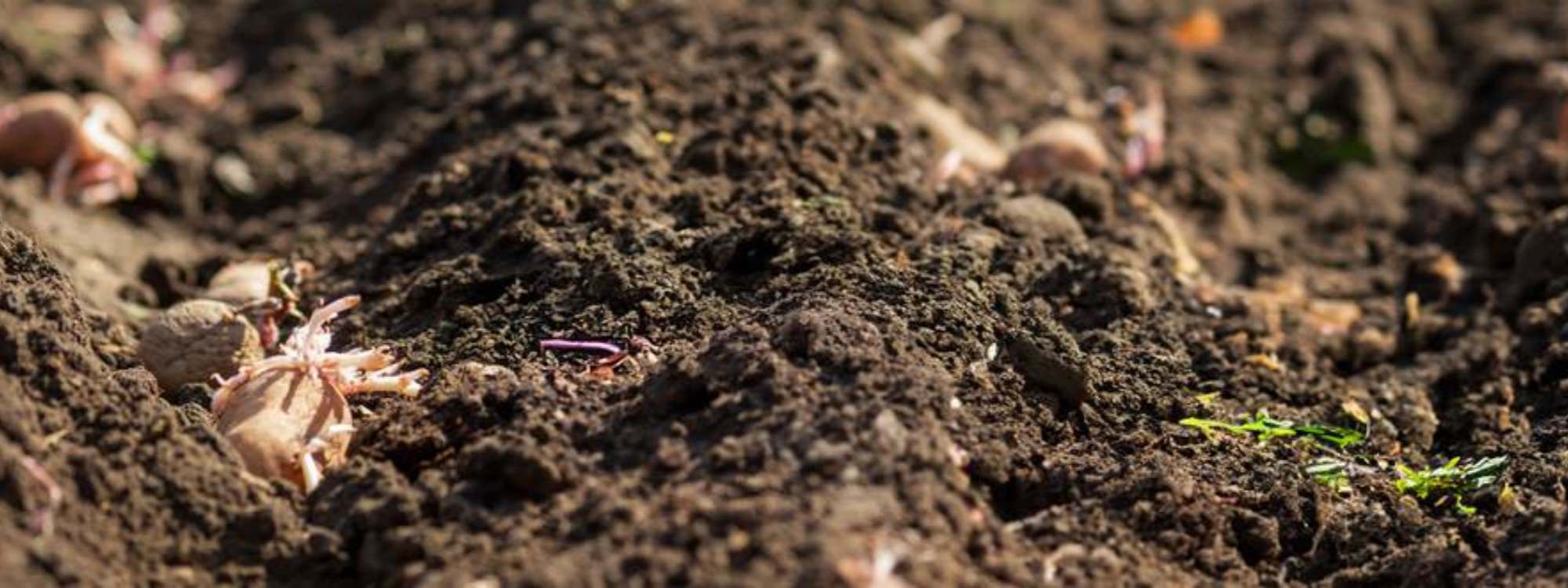 CleanGrow: More Than Gardening—A Mindful Way to Grow