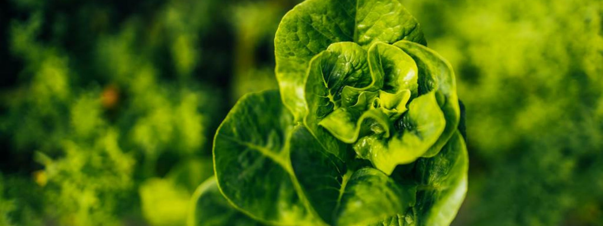 Clean Materials Matter: Is Your Garden Bed 
