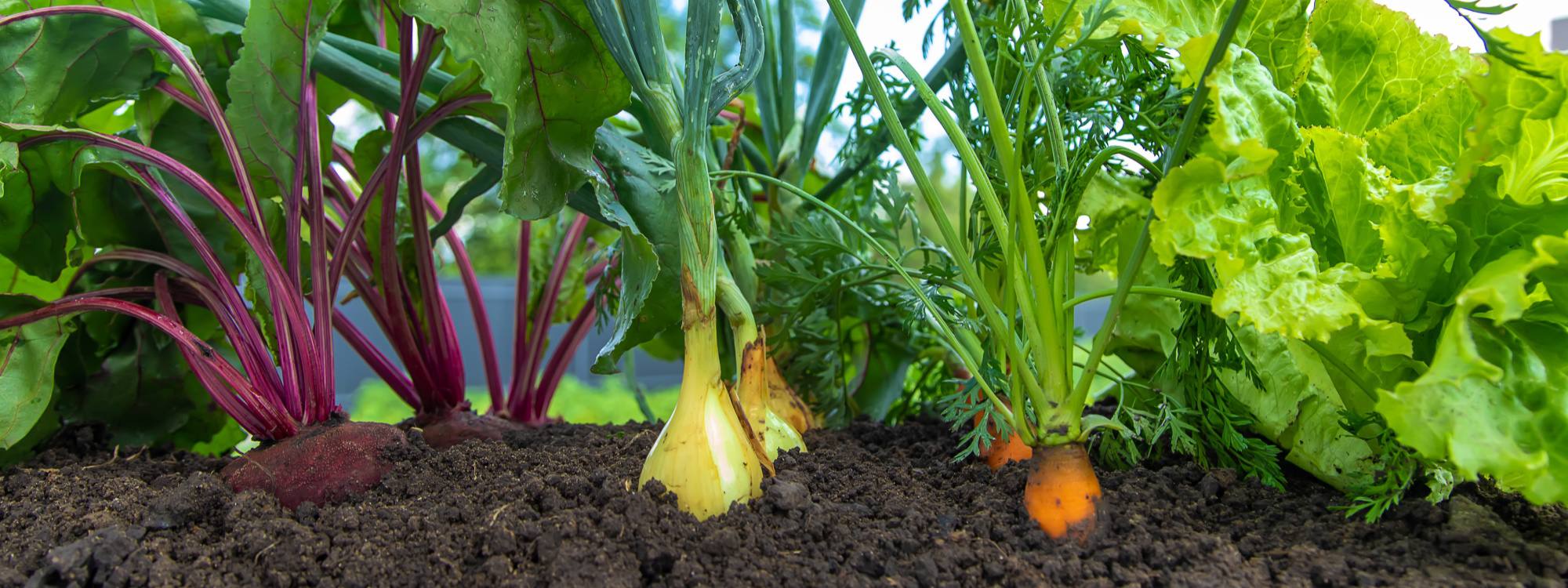 Companion Planting: Nature's Wisdom for a Thriving Garden