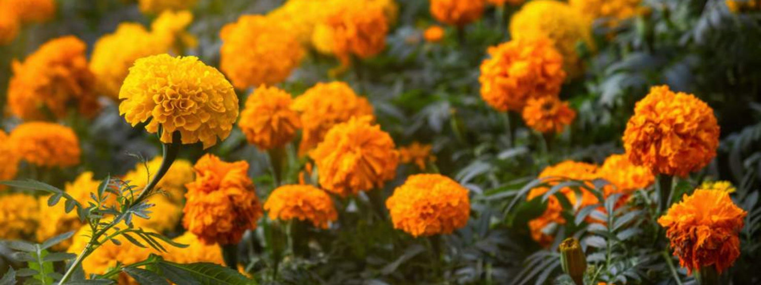 Essential Herb and Vegetable Companion Planting Combinations for a Thriving Garden