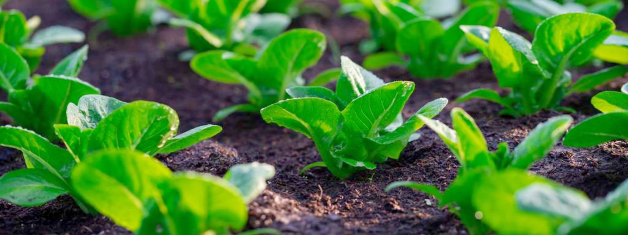My Garden-to-Table Herb Recipes (That Start in the Backyard)