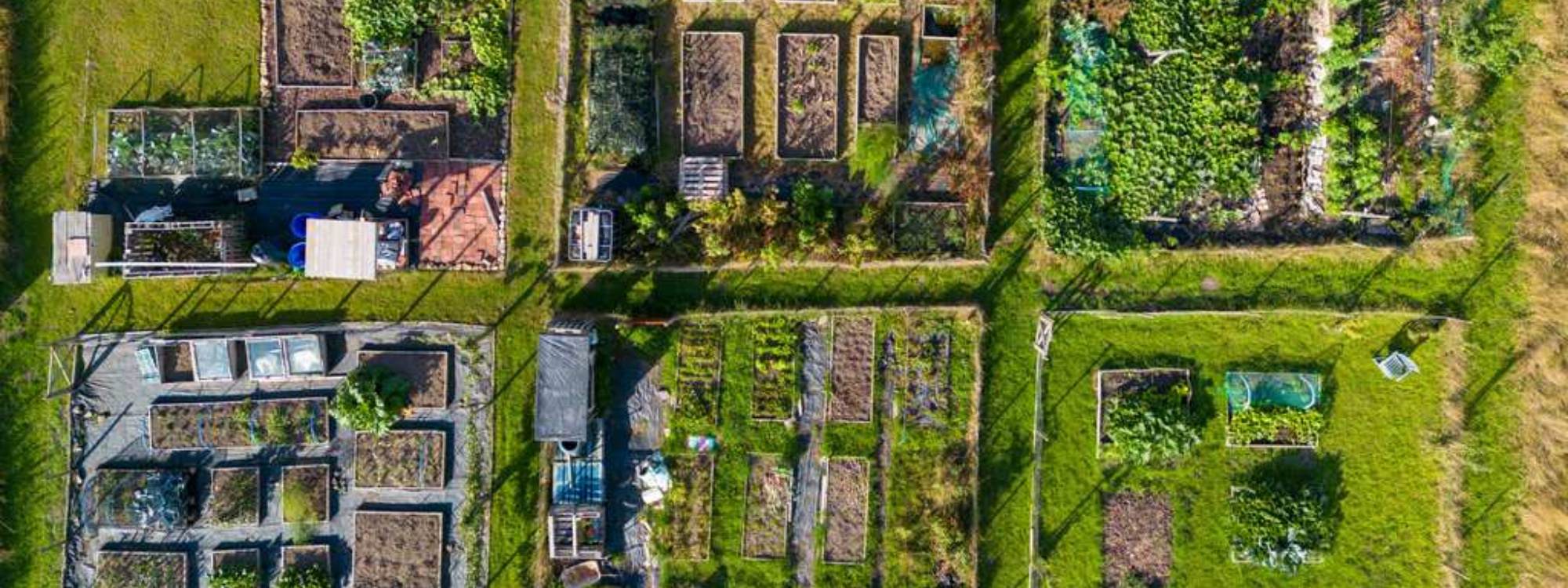 Raised Garden Bed Layout Ideas for Any Backyard (Small to Large Spaces)