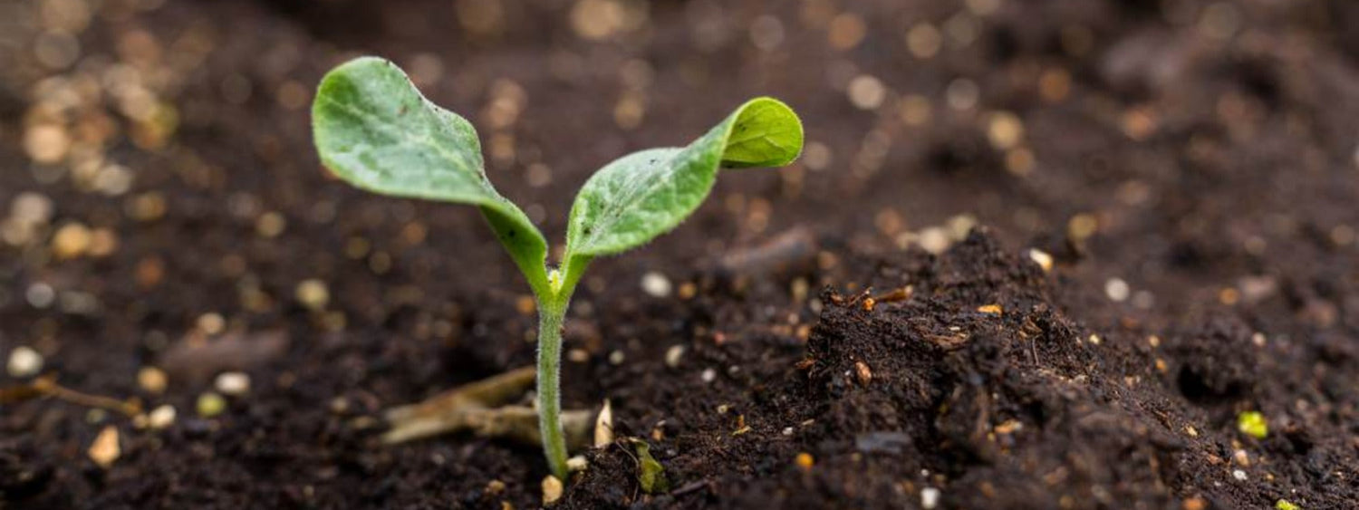 How to Choose the Right Soil for Your Raised Garden Bed: A Beginner's Guide