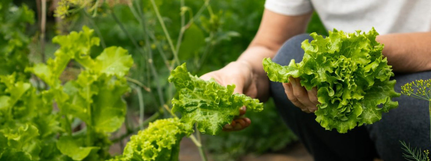 How to Start Your First Vegetable Garden: Simple, No-Fluff Tips That Actually Work