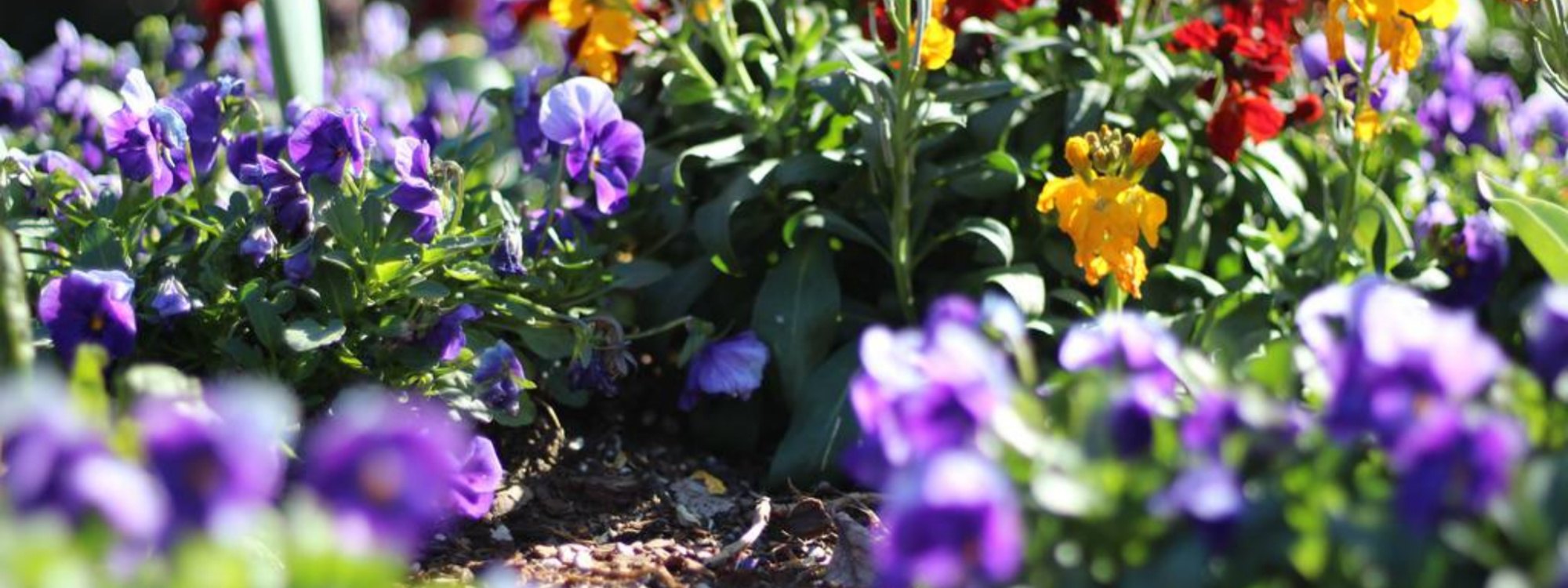Maximizing Your Raised Bed: The Big Five Strategies for Bigger Harvests
