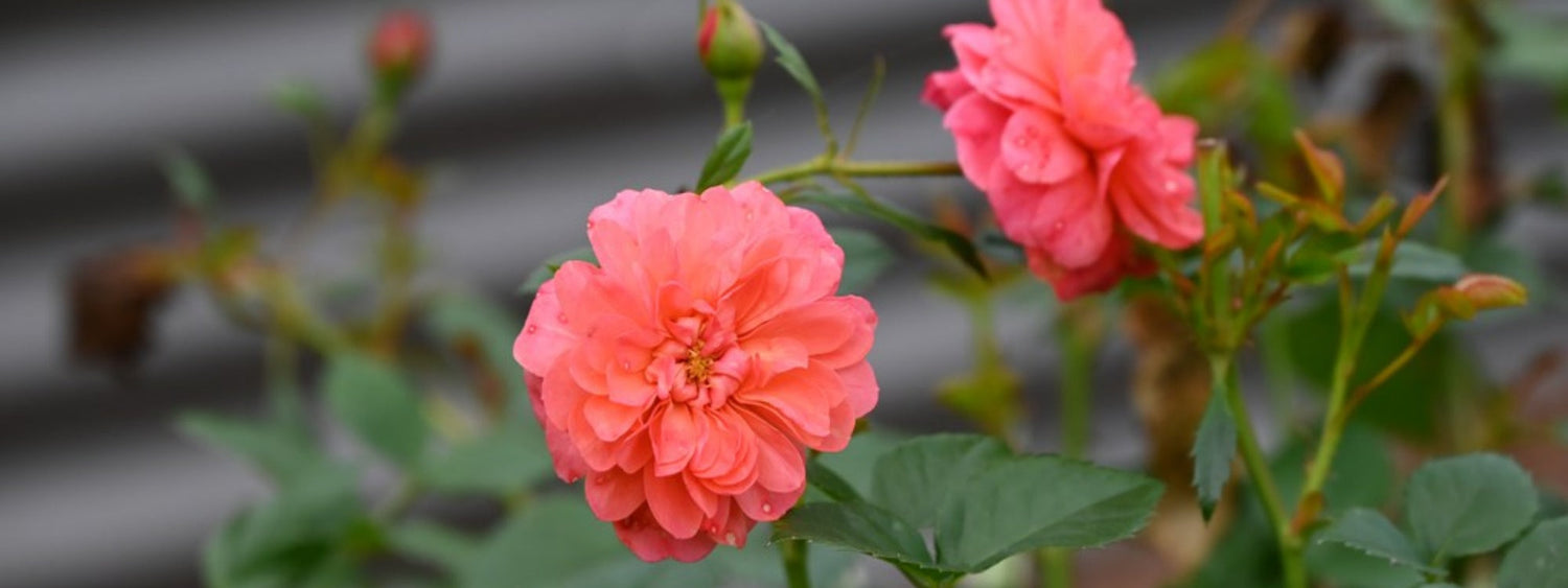 Raised Bed vs. In-Ground Gardening: Which One Fits Your Backyard (and Your Back)?