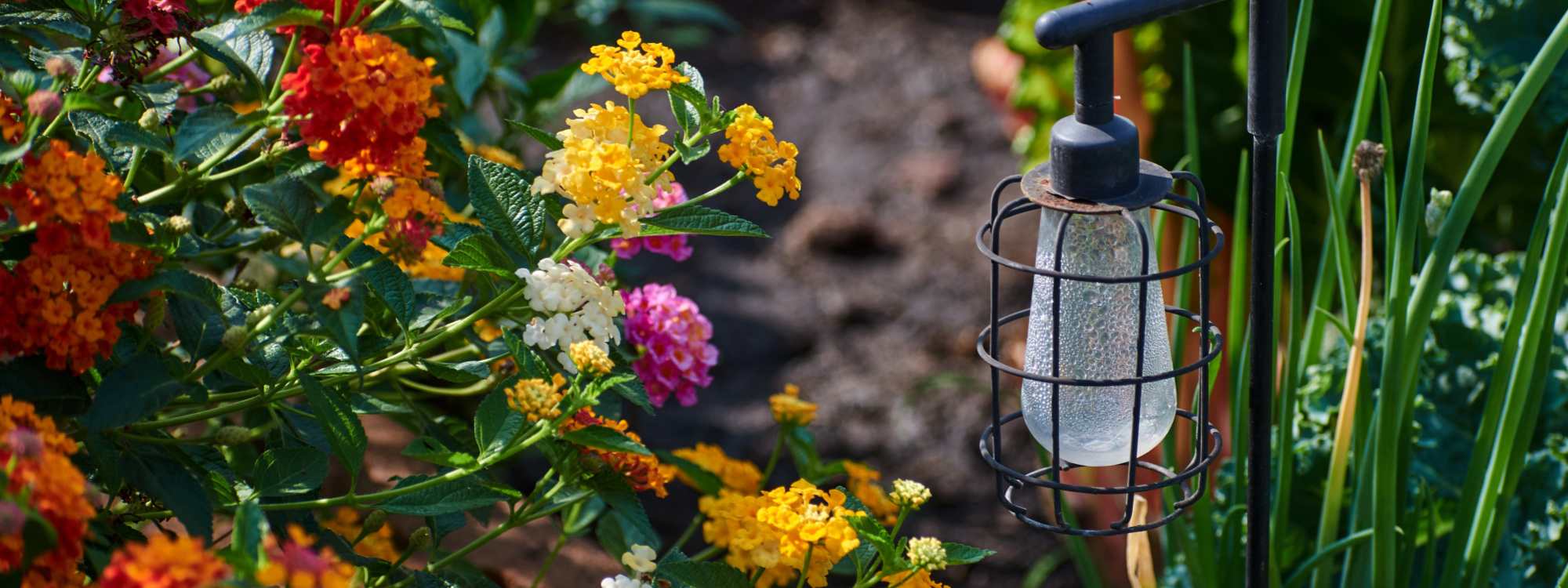 Love in the Garden: 4 Things My Plants Taught Me (Not Exactly About Romance, But Close)