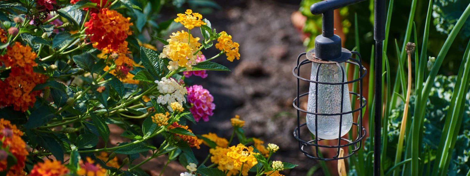 Love in the Garden: 4 Things My Plants Taught Me (Not Exactly About Romance, But Close)