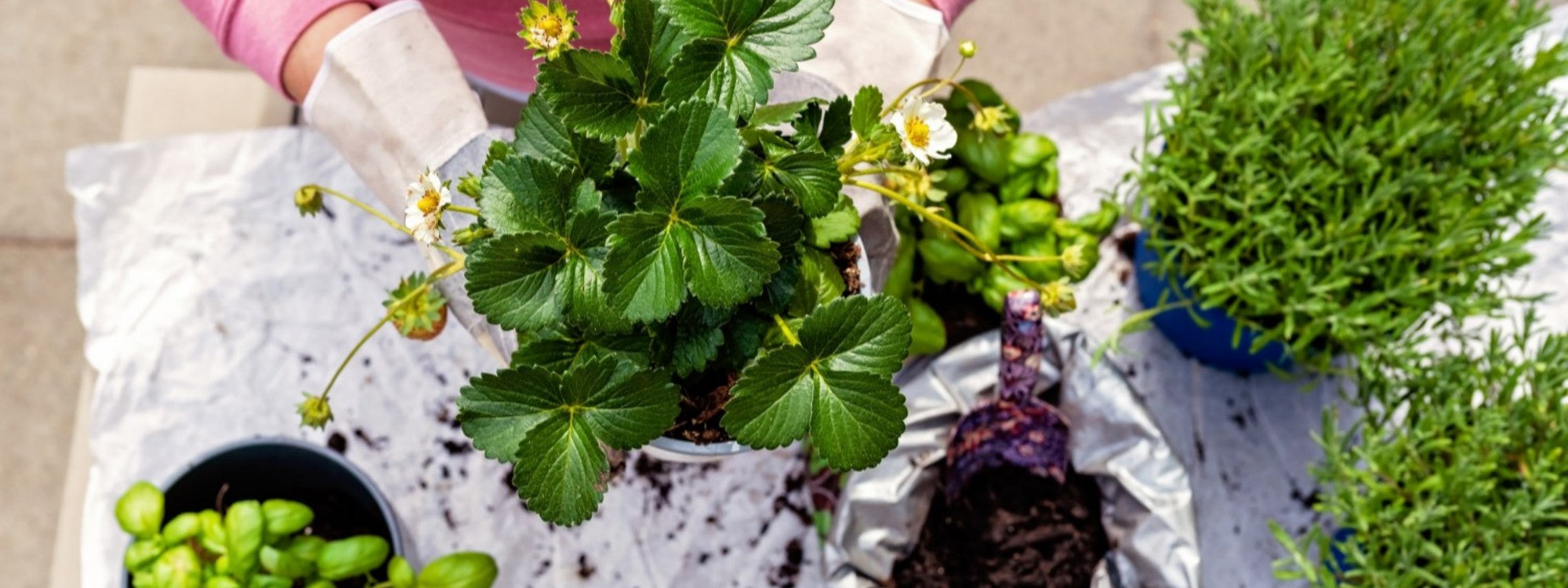 4 Smart Choices for Successful Sustainable Gardening