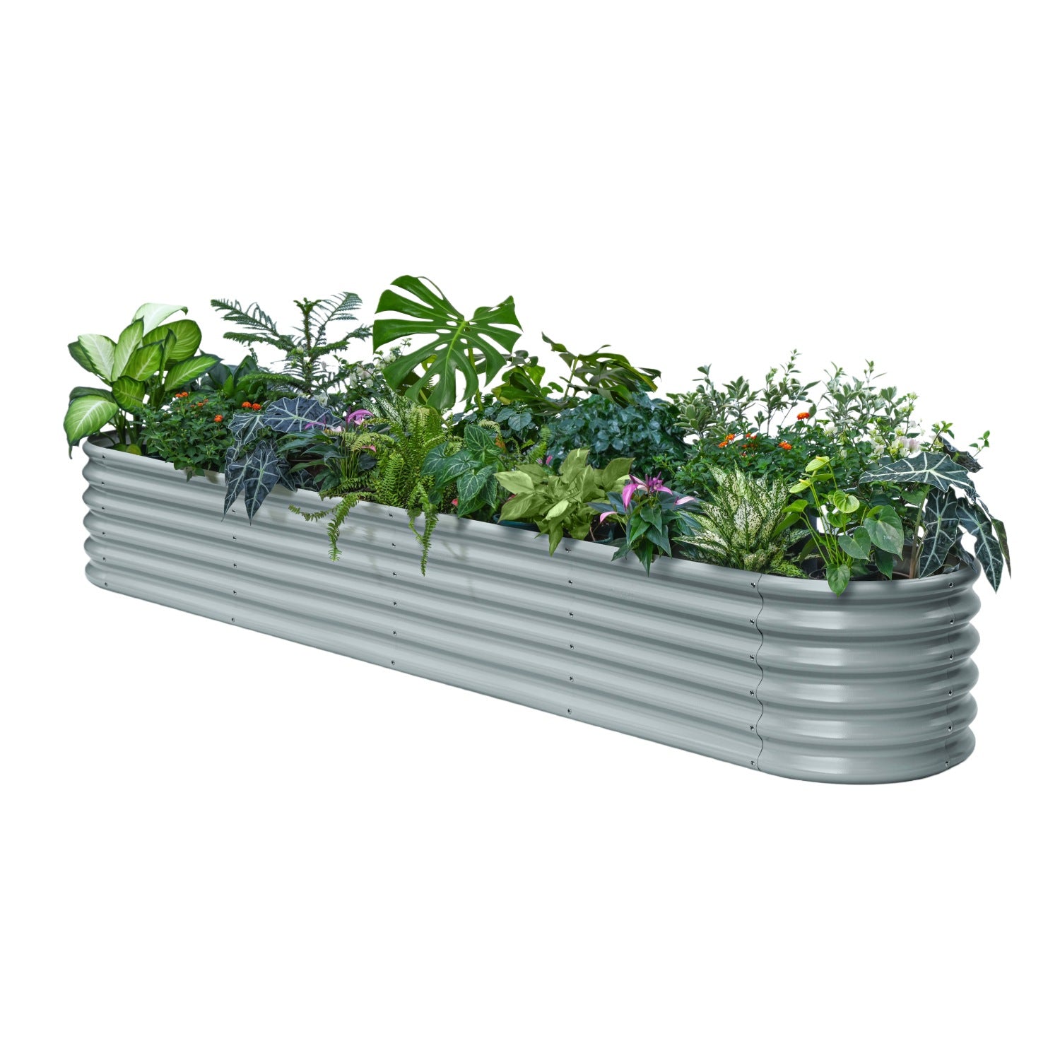 Metal garden bed with plants on a white background