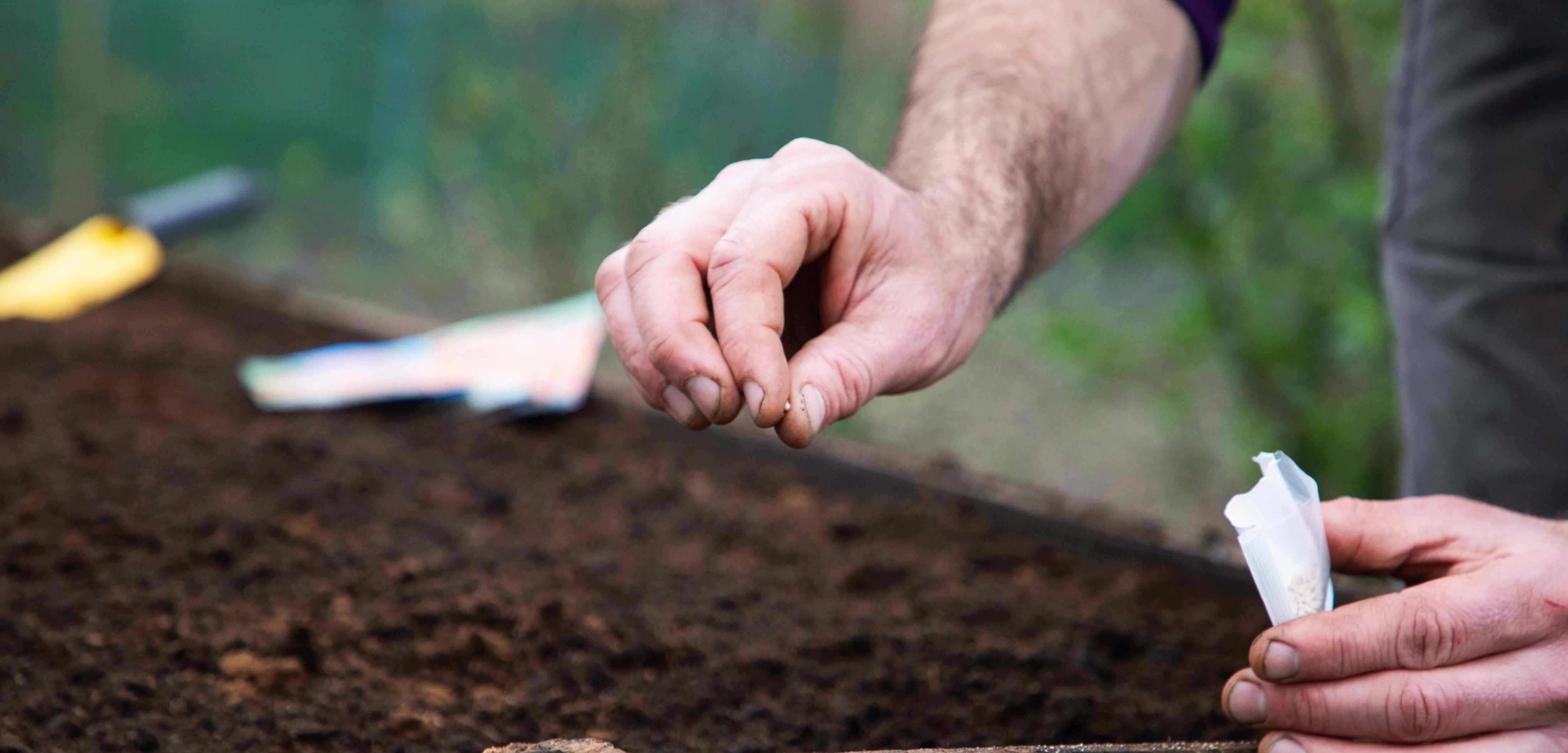 Person planting a seed in soil with gardening tools in the background