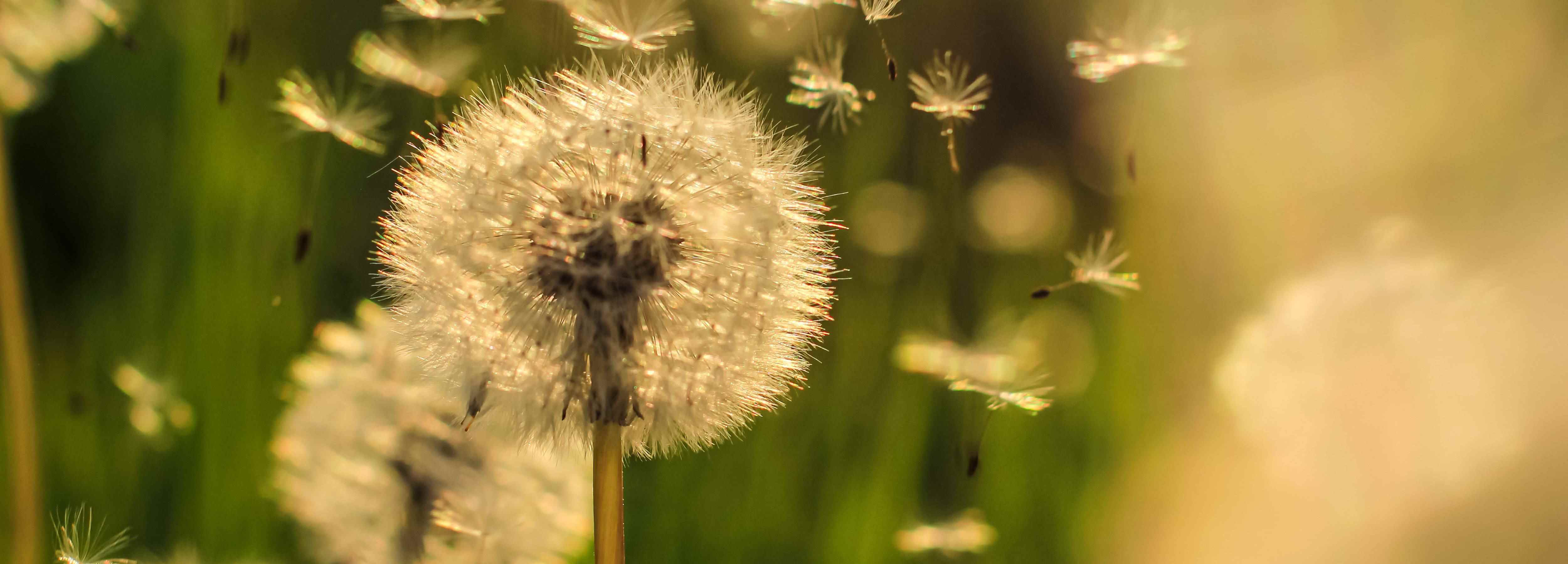 Close-up of a dandelion with seeds blowing in the wind, blurred background