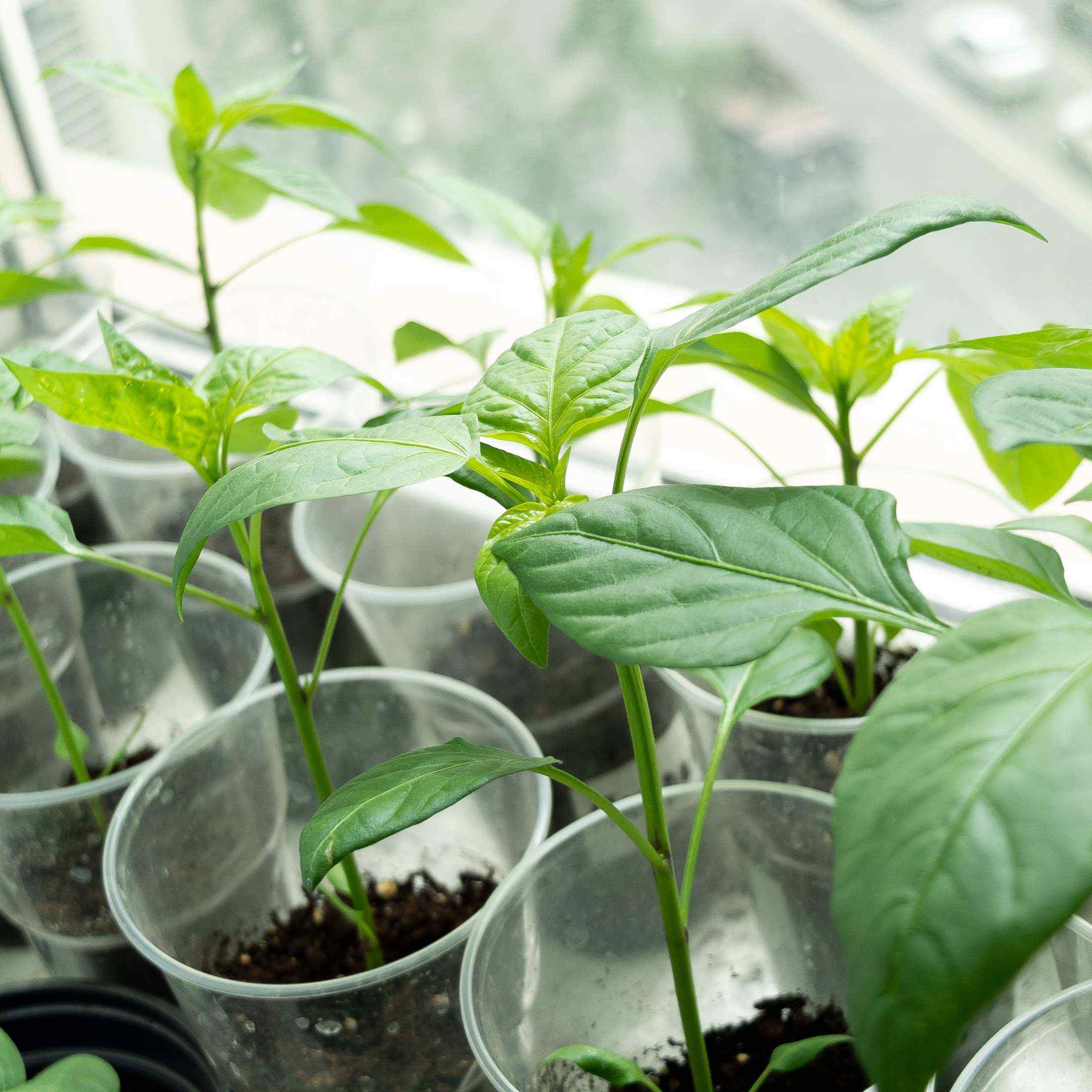 Young plants in transparent pots with a blurred background