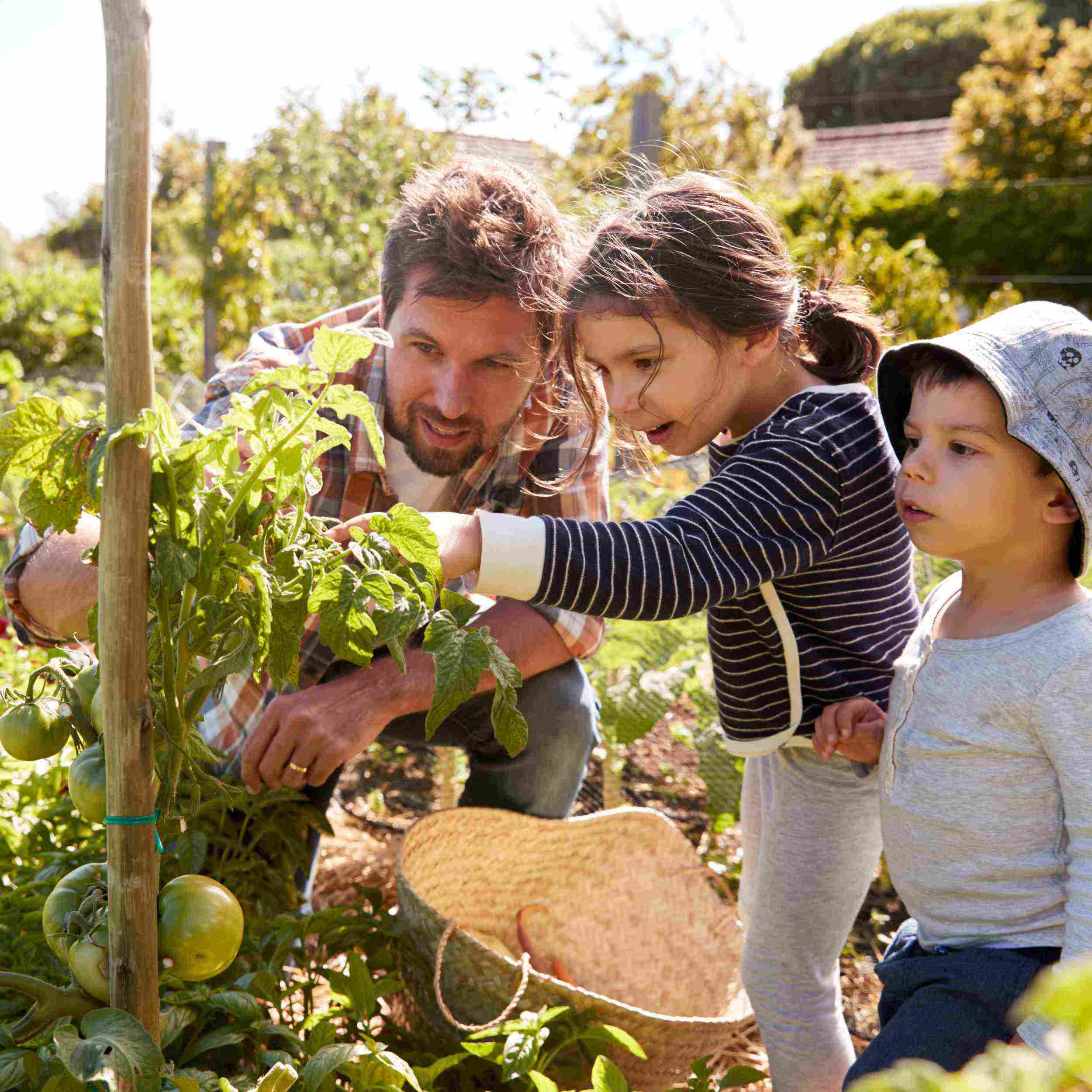 Man and two children in a garden examining plants