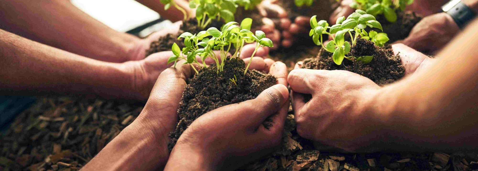 Hands holding small plants over soil
