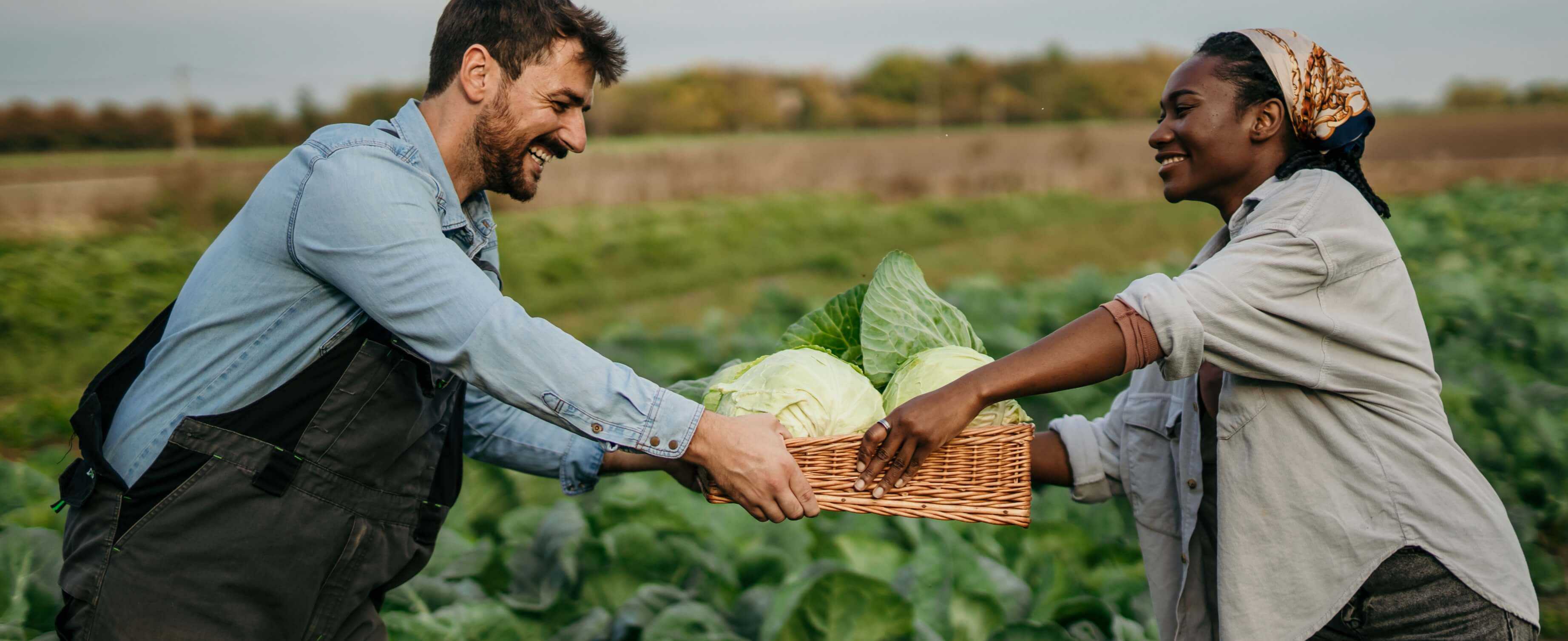 Two people in a field with one holding a basket of cabbages.