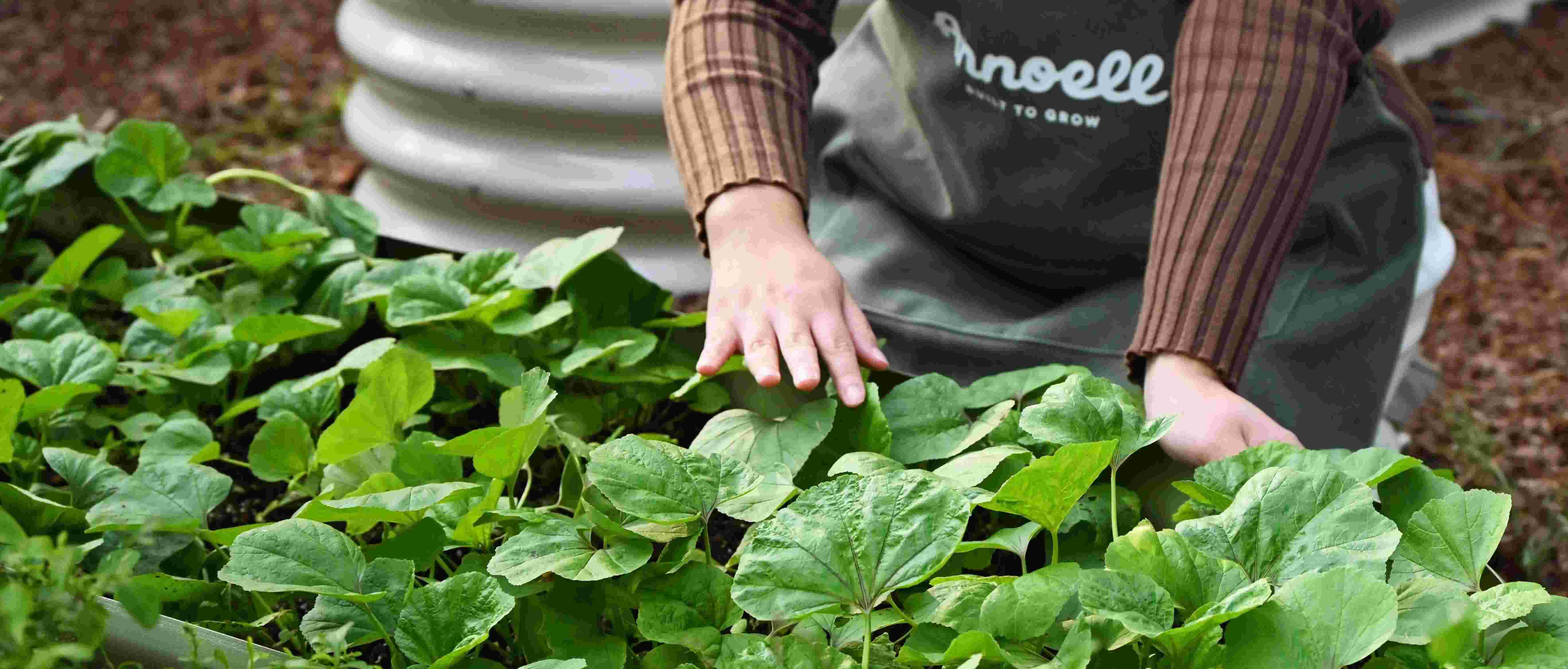 Person wearing a 'Annoell' apron tending to plants in a garden