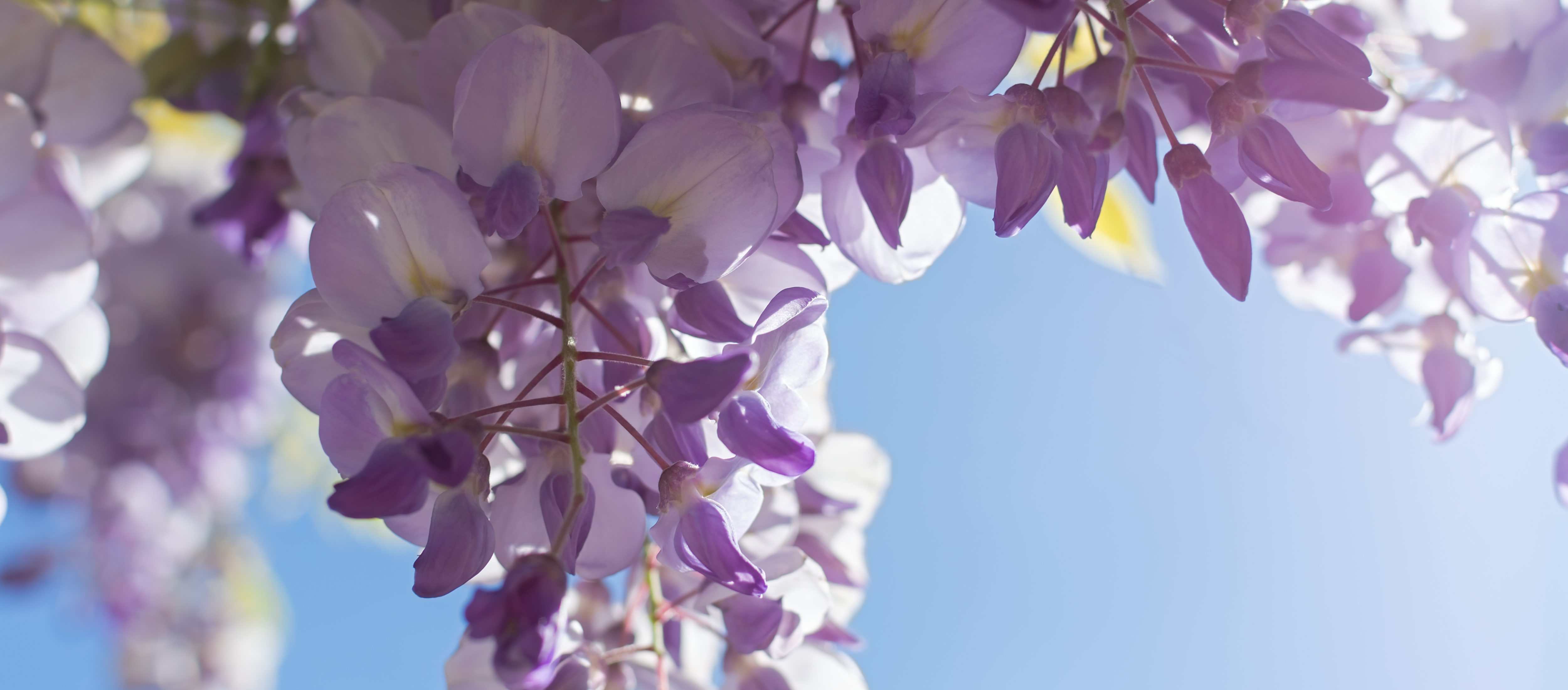 Close-up of purple wisteria flowers against a clear blue sky