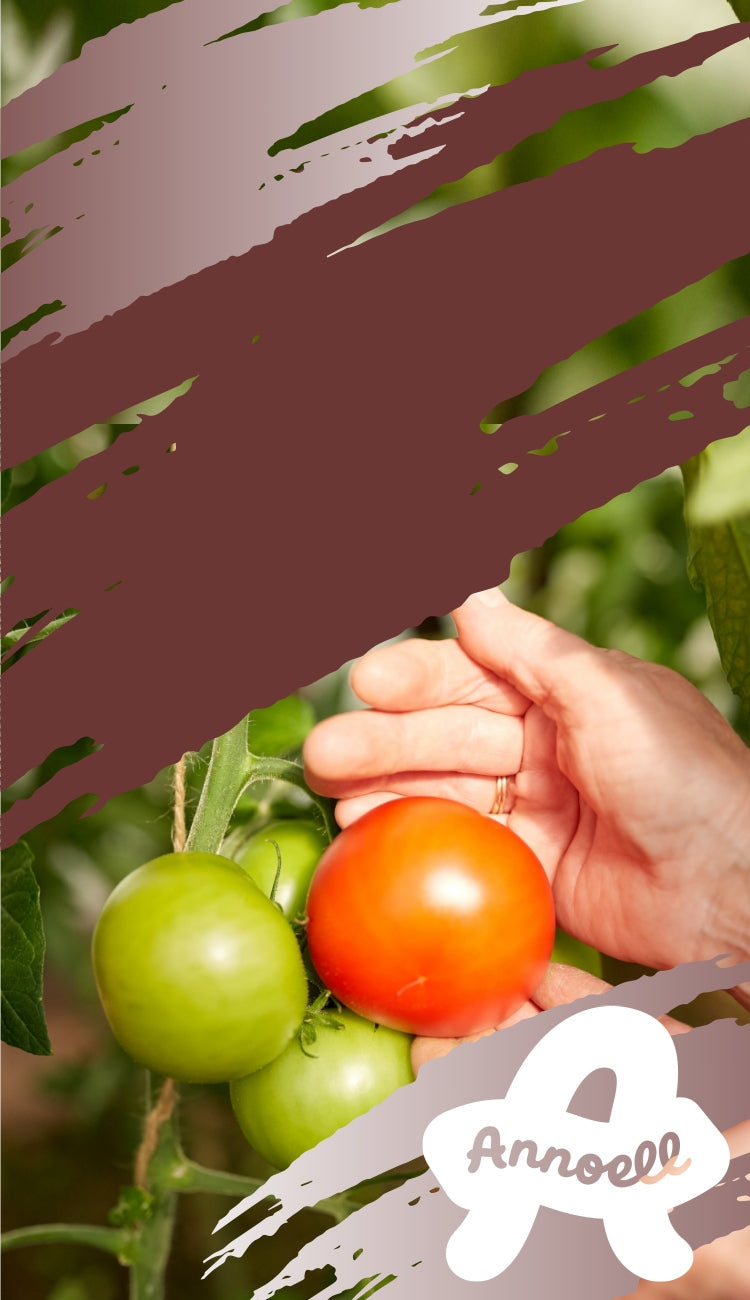 Fresh homegrown tomatoes harvested by hand from a backyard garden1