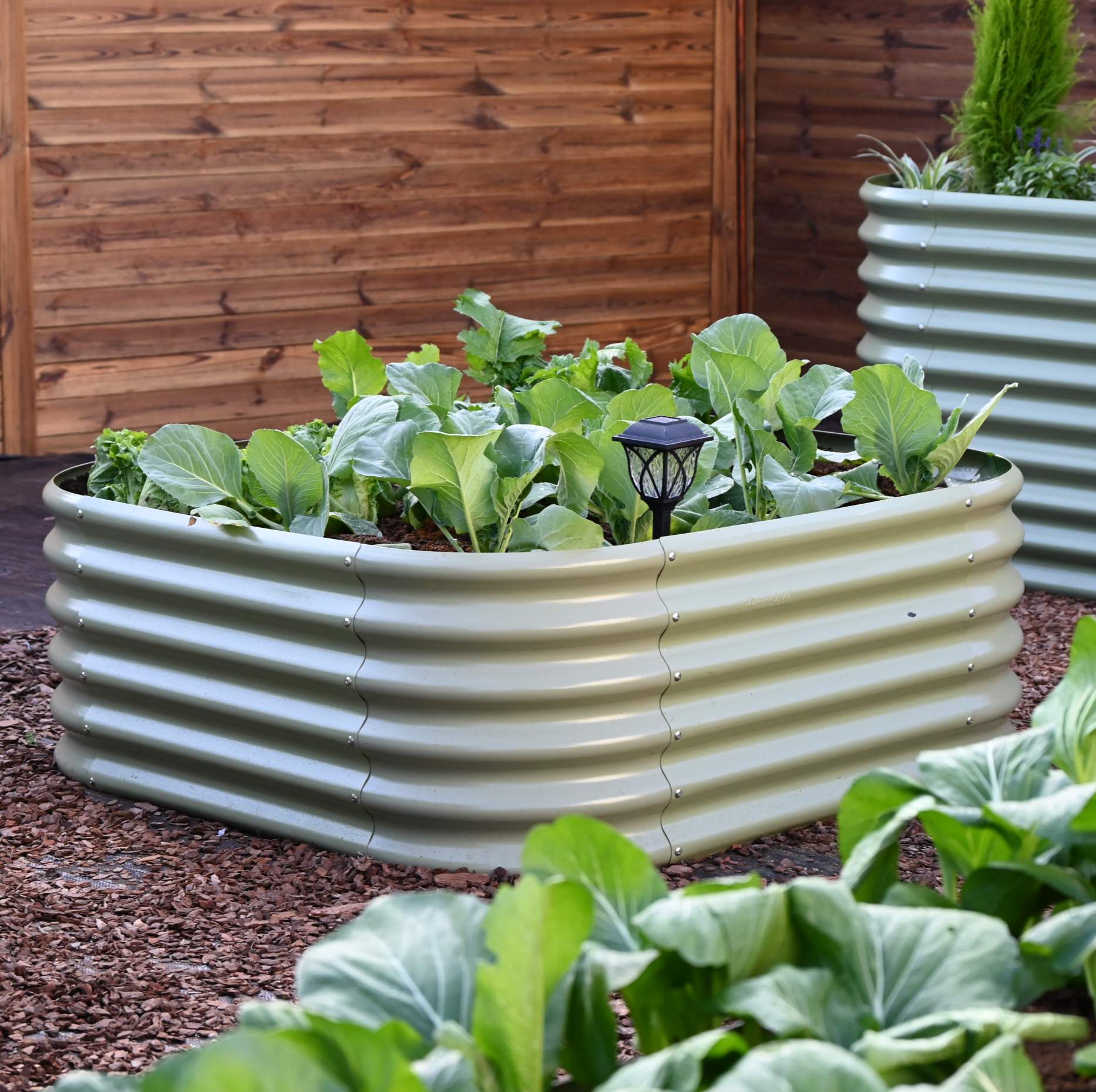 Close-up of a raised garden bed filled with healthy leafy green vegetables growing outdoors