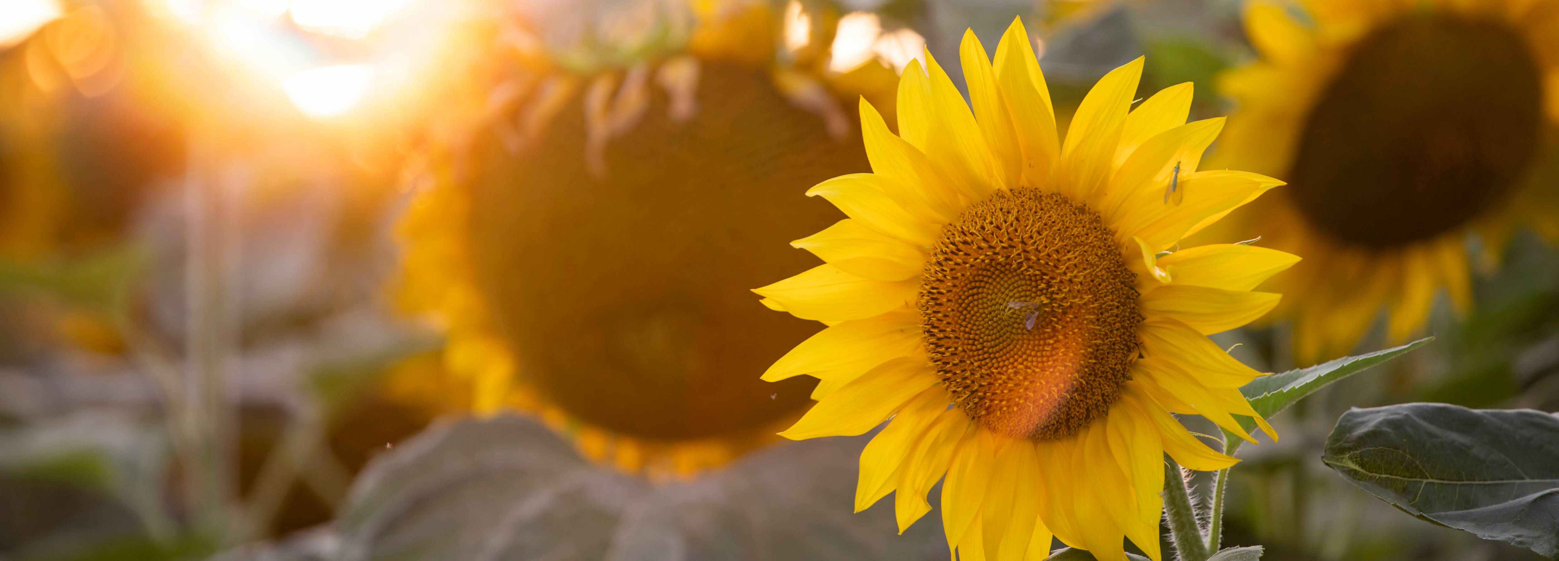 Sunflower in a field with a blurred background